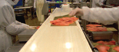 fish conveyor belt