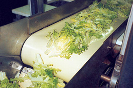 monomaterial food conveyor belt